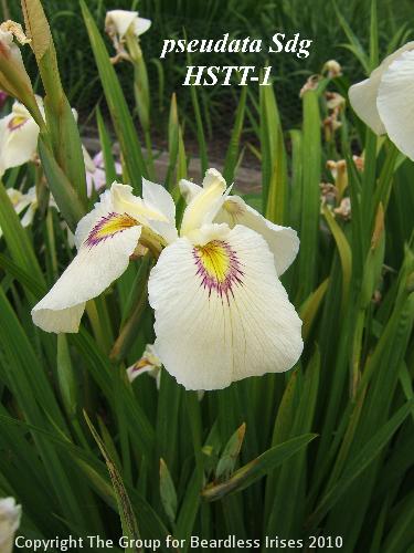 42 pseudata Sdg HSTT-1 (2)